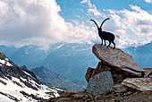 Passo dei Salati tra la Valsesia e la Valle del Lys (2.950 metri slm). La statua del Camoscio di bronzo che guarda verso Gressoney.